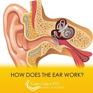 Illustration of the inner ear
